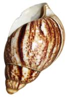 Shell Snail Achatina Fulica