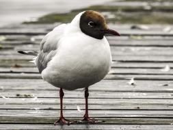 Black Headed Gull Seagull Bird