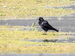Carrion Crow Bird in nature