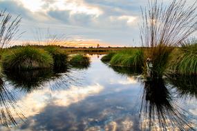 grass swamps