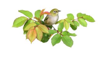 small Bird On Rose leaves