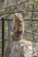 Marmot Zoo Stand Keep An Eye