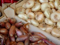 white onions on sale