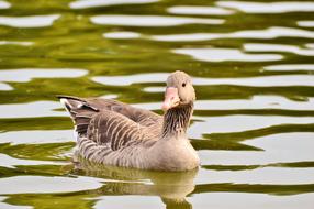 Wild Goose Bird in Water