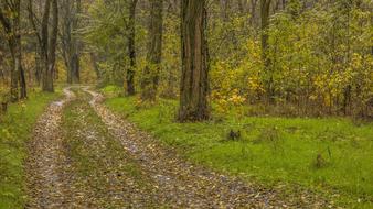 Autumn Road