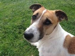 Dog Jack Russell Terrier