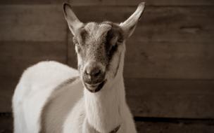 Goat Livestock