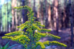 wild long plant in the forest