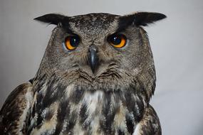 Owl Hedwig Harry Potter Eagle