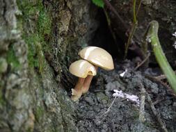 Fungus Mushroom