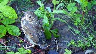 Animals Bird Nature A Young