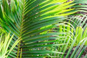 green tree leaves are tropical