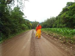Road Nature Landscape