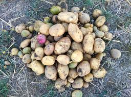 fresh ripe potatoes