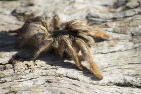 fluffy spider with big legs