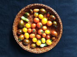 colored tomatoes in a basket