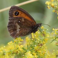 Gatekeeper Butterfly Insect