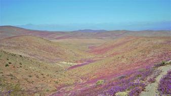 landscape of Purple Flowering Desert