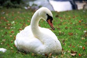 beautiful swan on the grass