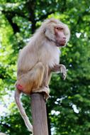 guinea baboon on a branch at the zoo in tiergarten