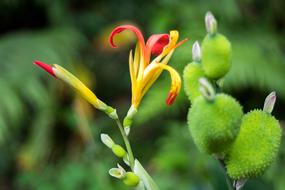 little colored flowers