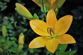Lily Flower A Yellow