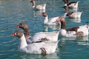 flock of brown-headed ducks in a pond