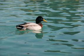 Duck Marine Bird in wildlife
