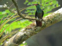 Hummingbird Ave Bird