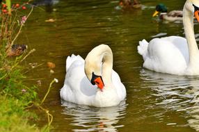 Swan Head Water Bird