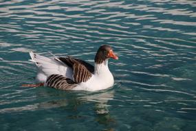 Duck Marine Bird swim