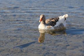 Duck Marine Bird