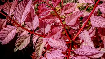 red leaves on a tree branch