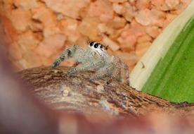 Jumping Spider Animal Web