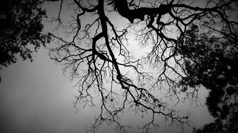Shadow Tree Black And White