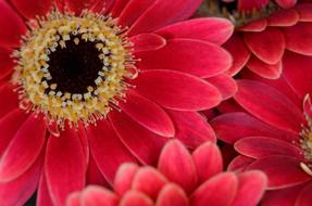 large flower