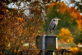 Autumn Bird Heron Grey