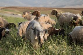 Goat Sheep Rural