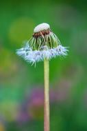 Flower Dandelion Nature