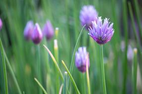 lots of flowers in the grass