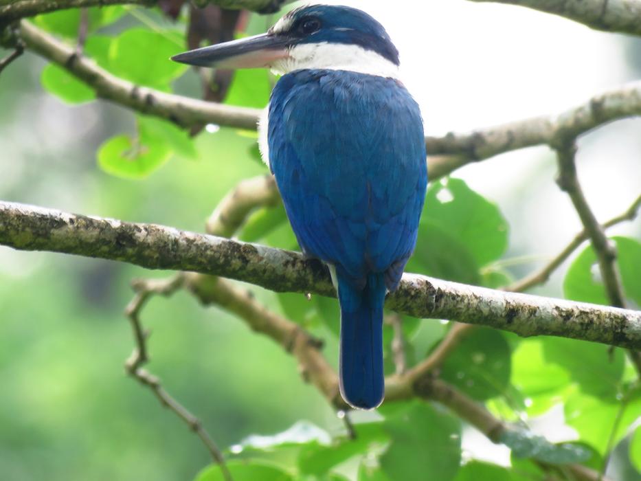 Bird Beautiful Tree