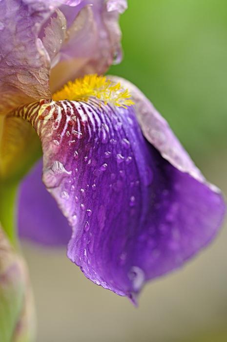 Iris Rain Blossom