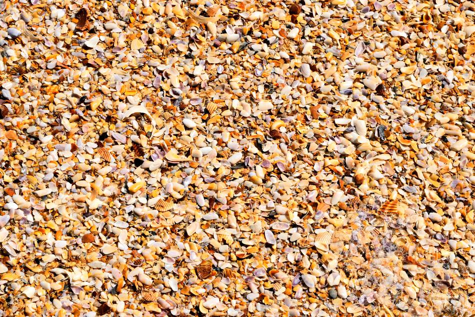 Crushed Seashells on Ocean Beach