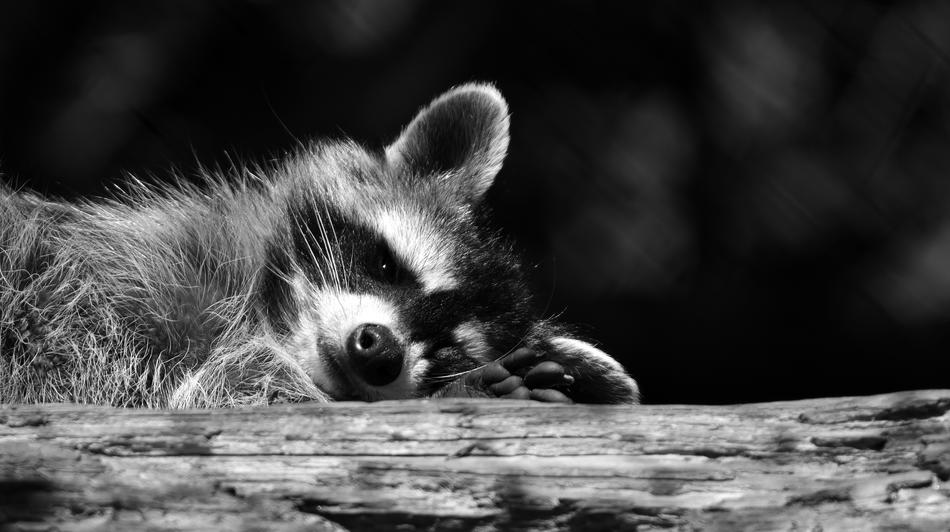 Raccoon Black And White Wild