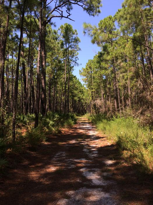 forest road is gorgeous