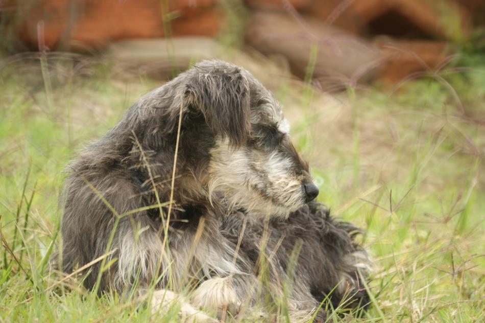 puppy grass meadow