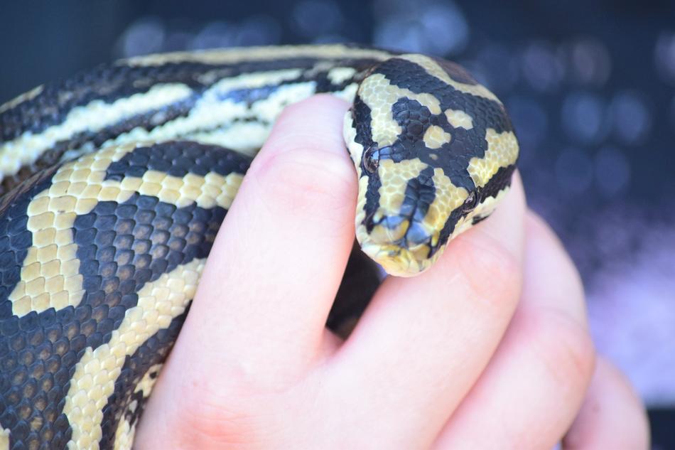 Snake Zoo Wildlife