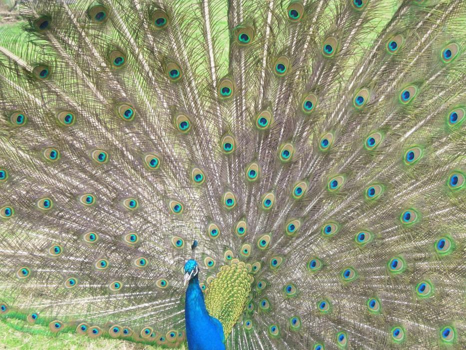 Peacock Bird Feathers