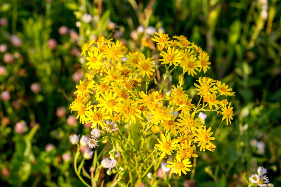 The Substrate Flowers Background