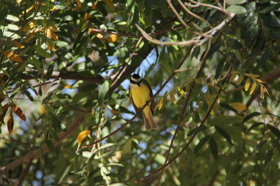 Bird Bem-Te-Vi Nature
